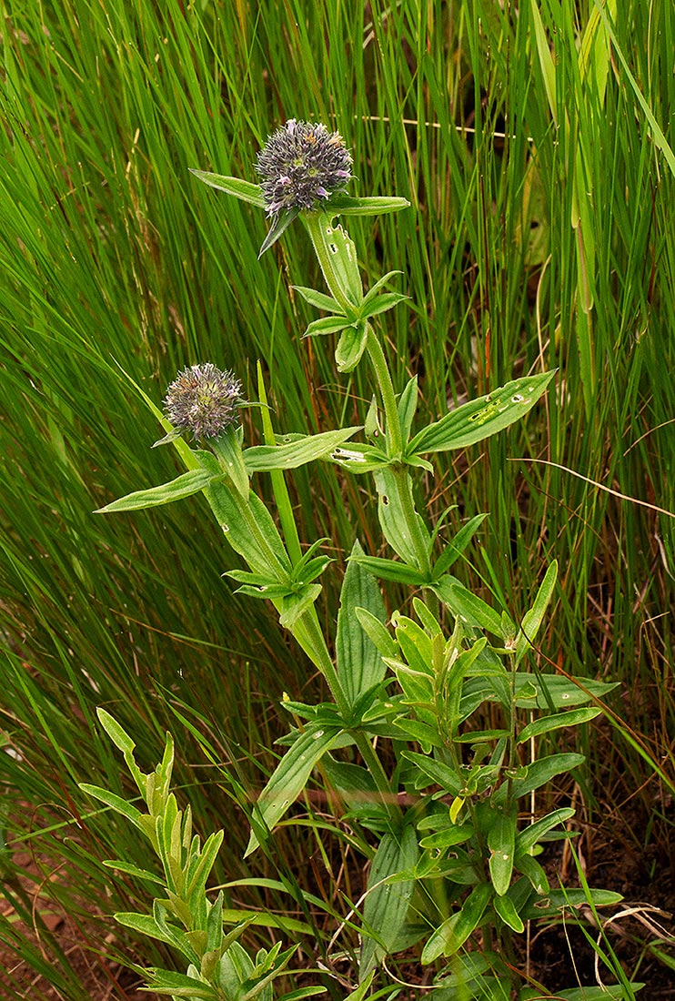 Agathisanthemum globosum