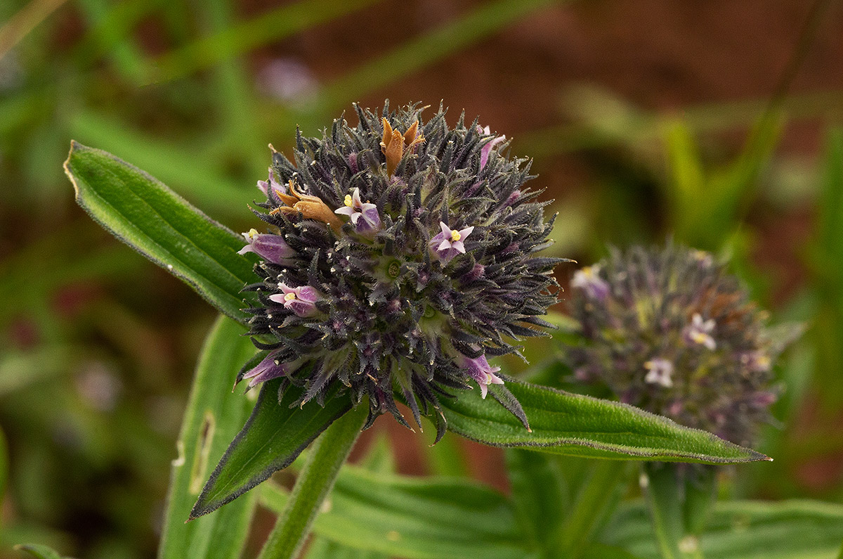 Agathisanthemum globosum