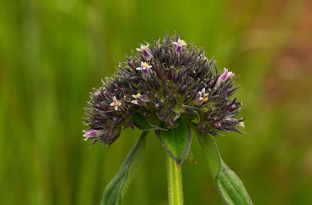 Agathisanthemum globosum