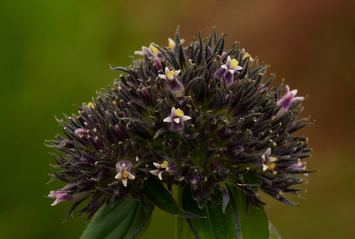 Agathisanthemum globosum