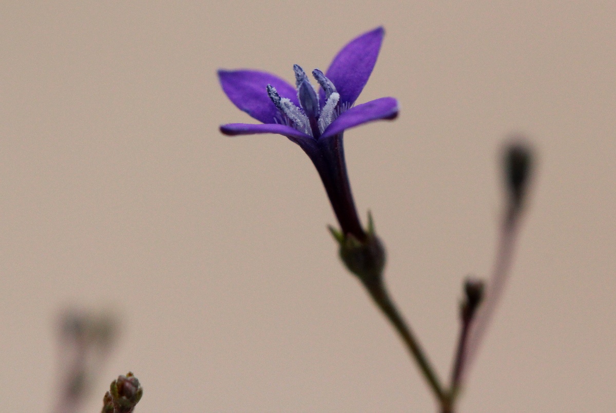 Oldenlandia affinis var. fugax