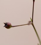 Oldenlandia affinis var. fugax