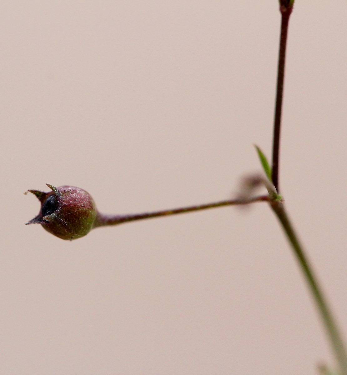 Oldenlandia affinis var. fugax