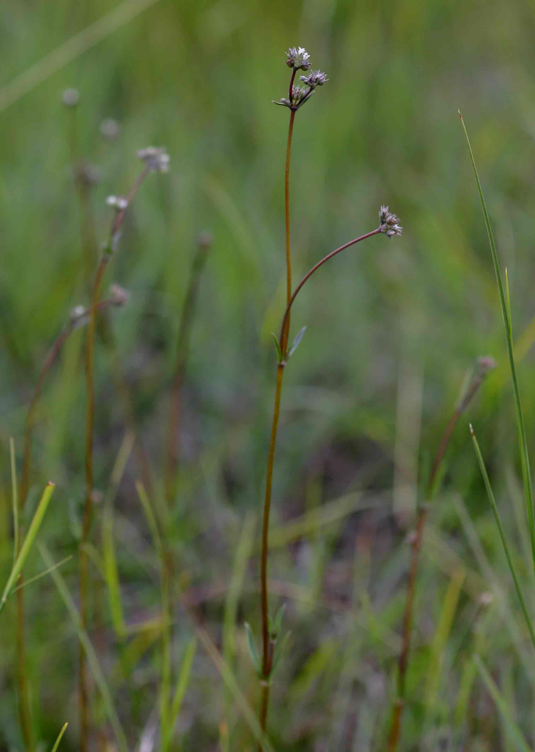 Oldenlandia angolensis var. angolensis Oldenlandia angolensis var. angolensis