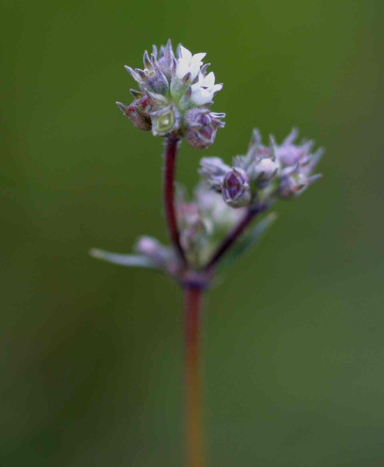 Oldenlandia angolensis var. angolensis