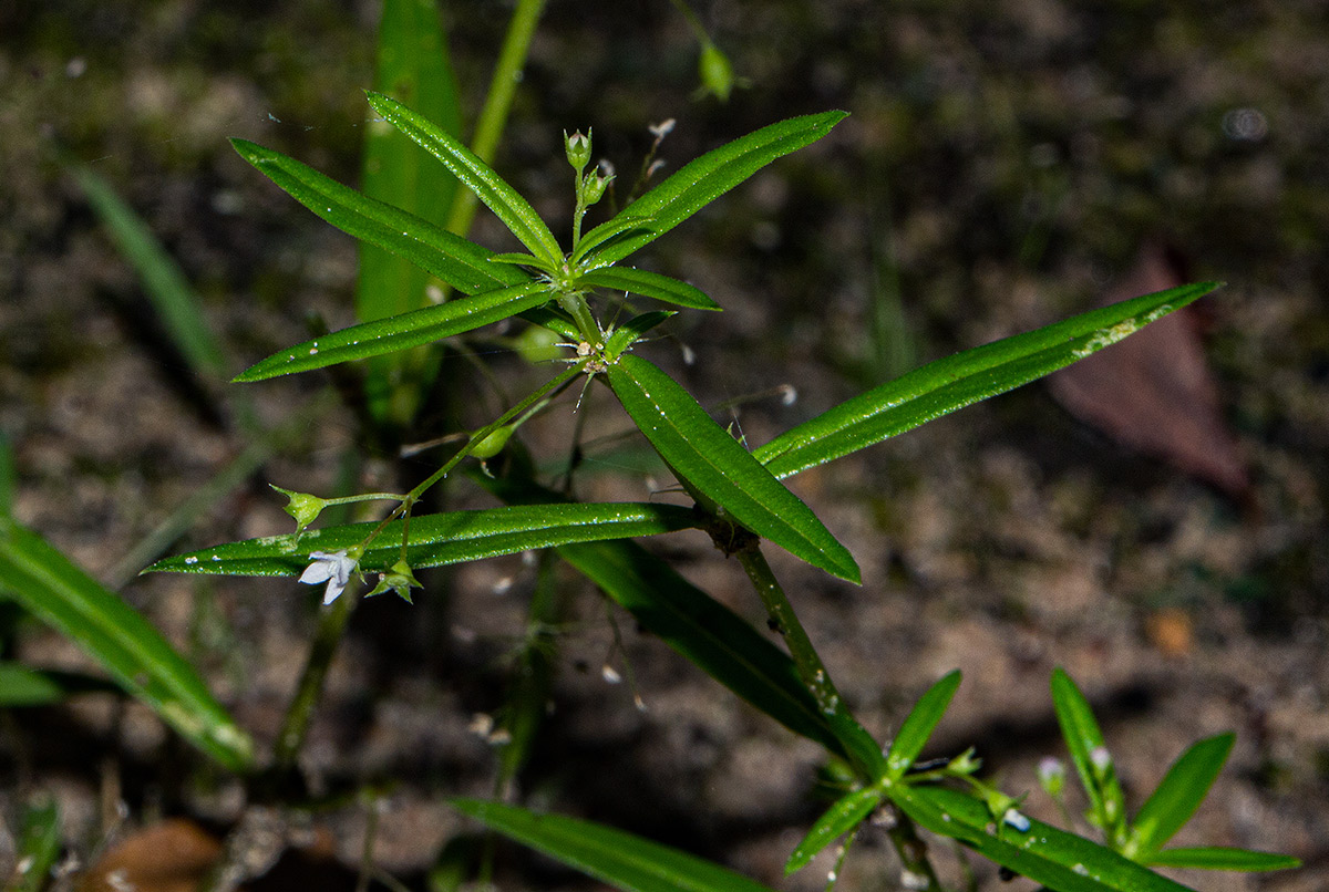 Oldenlandia corymbosa var. corymbosa