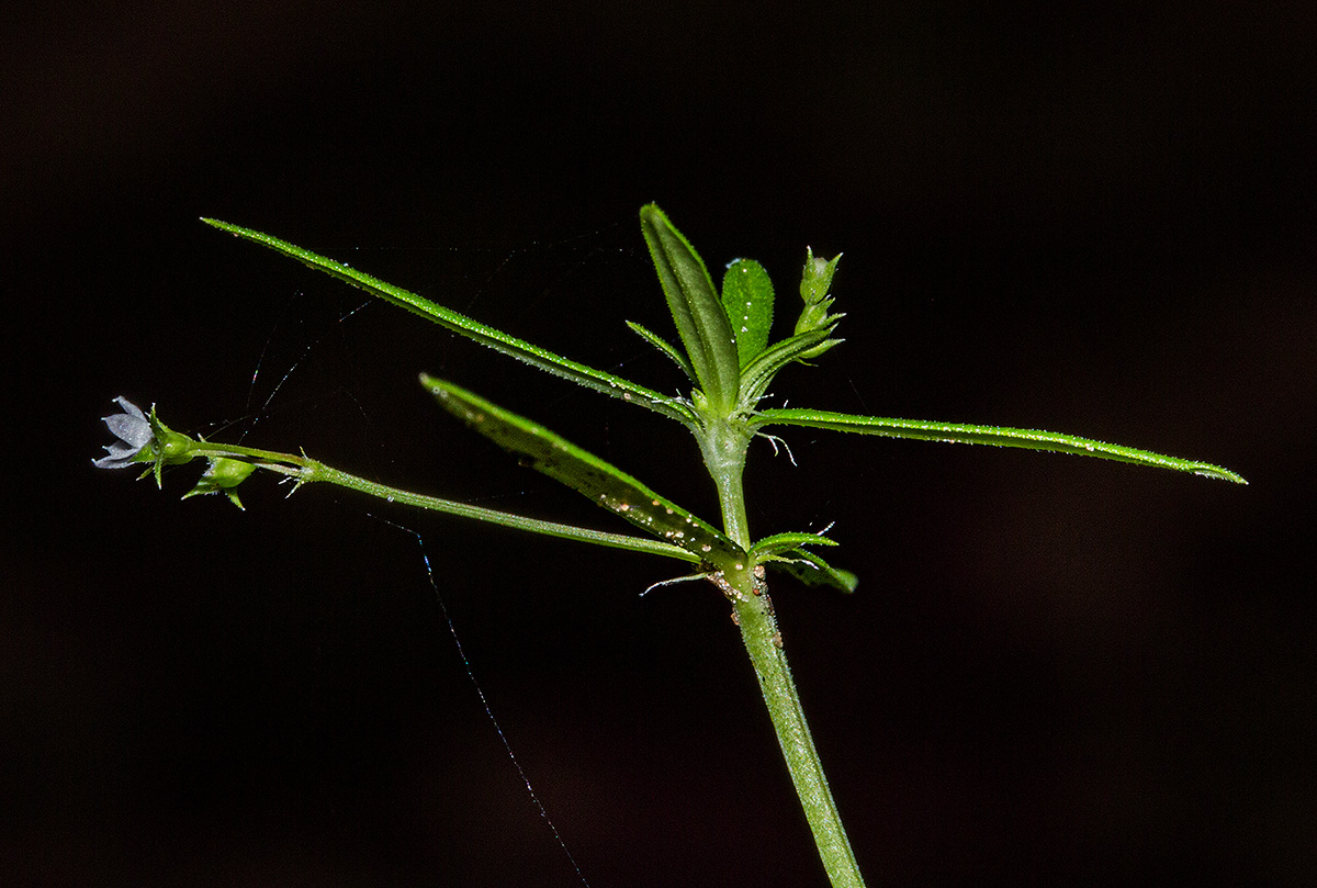 Oldenlandia corymbosa var. corymbosa