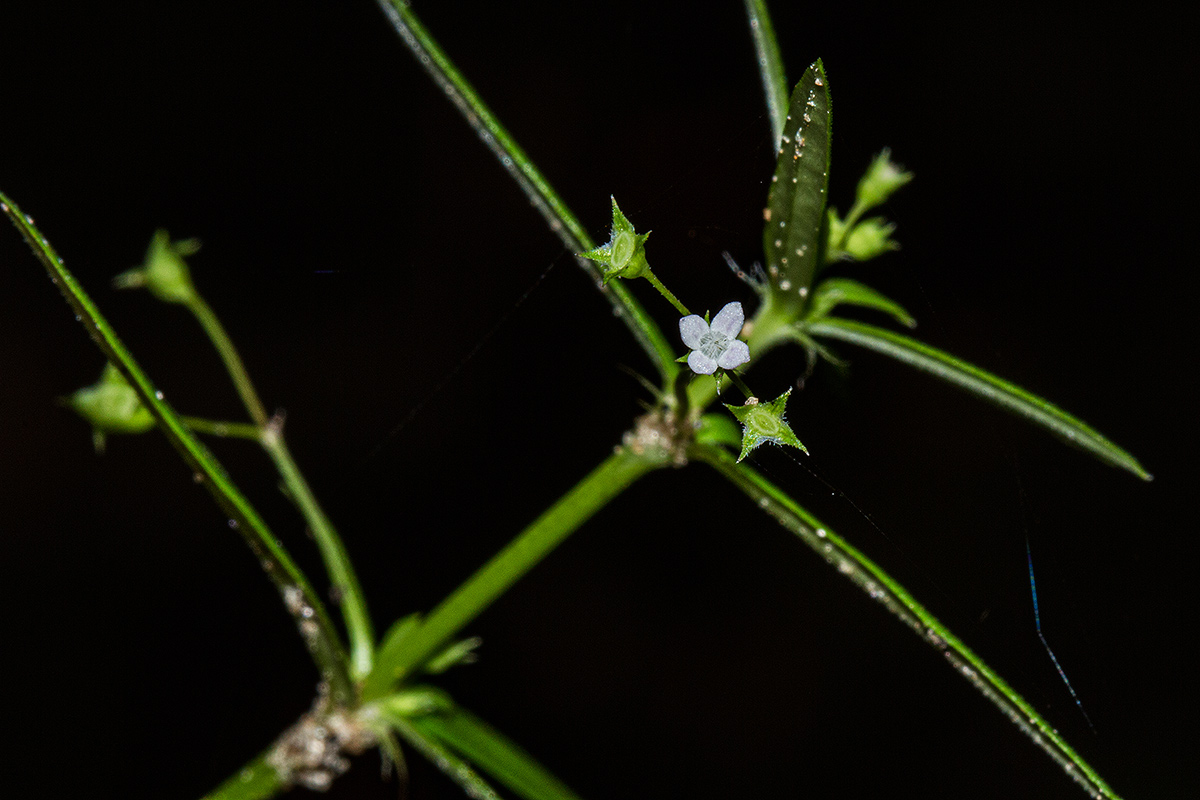 Oldenlandia corymbosa var. corymbosa