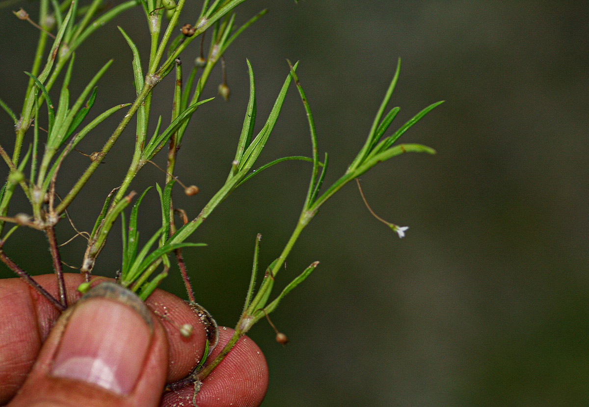 Oldenlandia corymbosa var. caespitosa