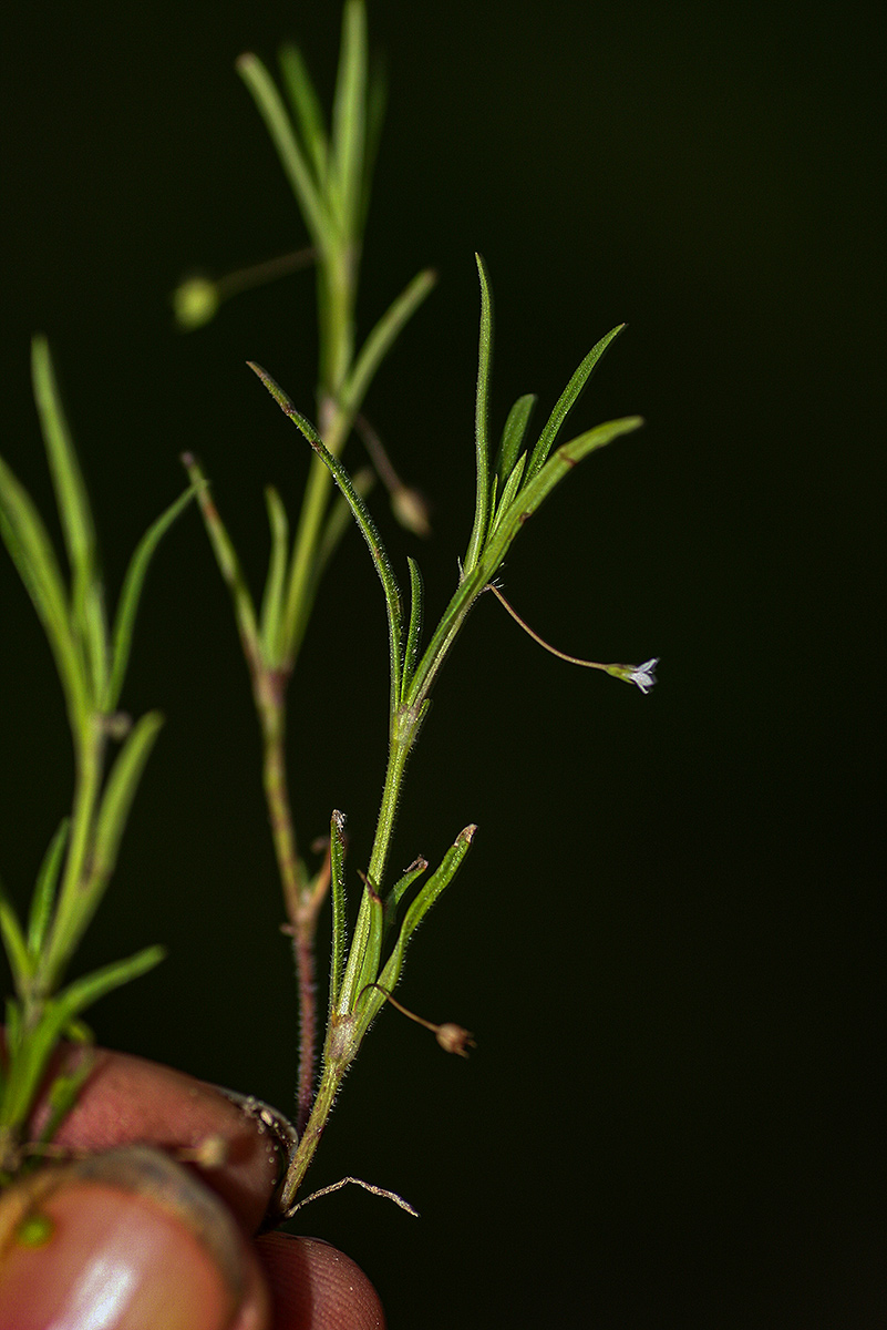 Oldenlandia corymbosa var. caespitosa