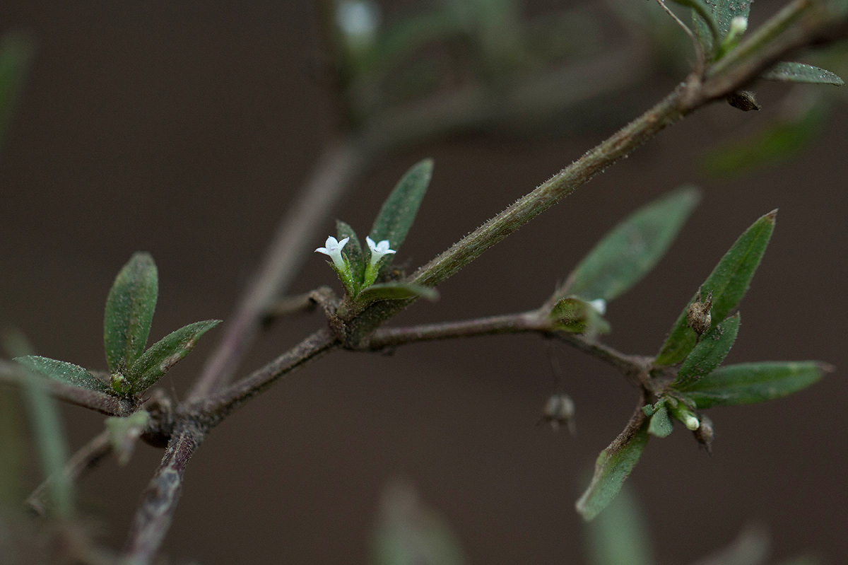 Oldenlandia corymbosa var. caespitosa