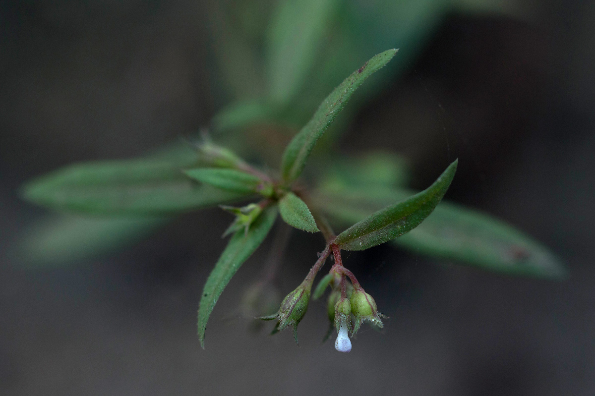 Oldenlandia corymbosa var. caespitosa