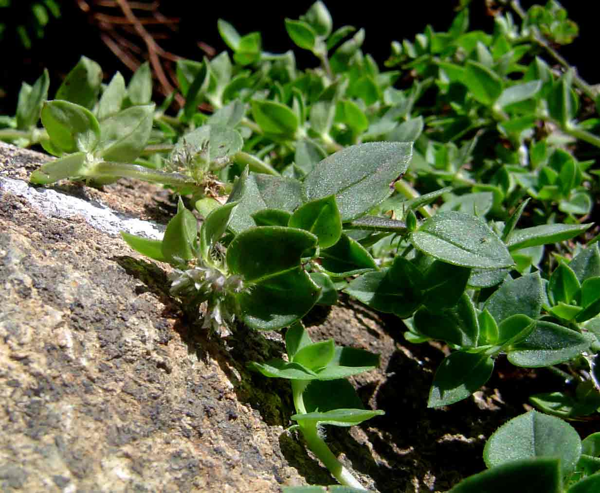 Oldenlandia goreensis var. goreensis