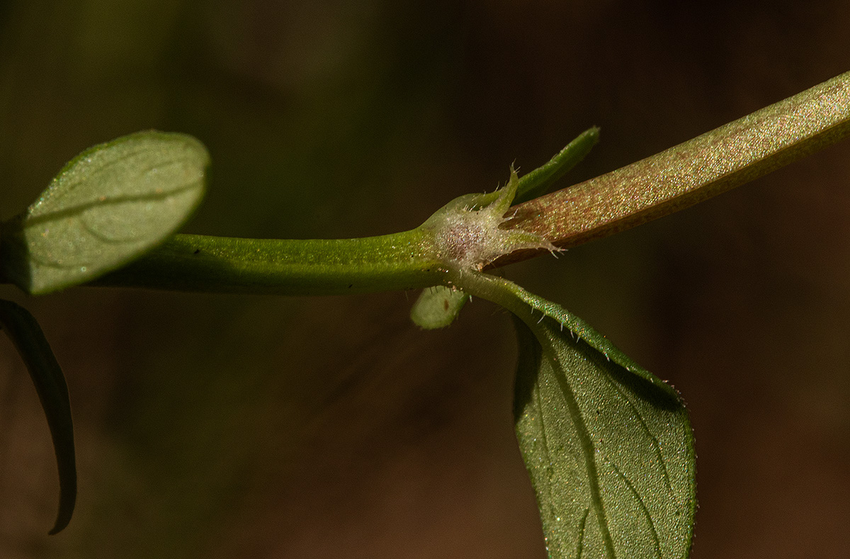 Oldenlandia goreensis var. goreensis
