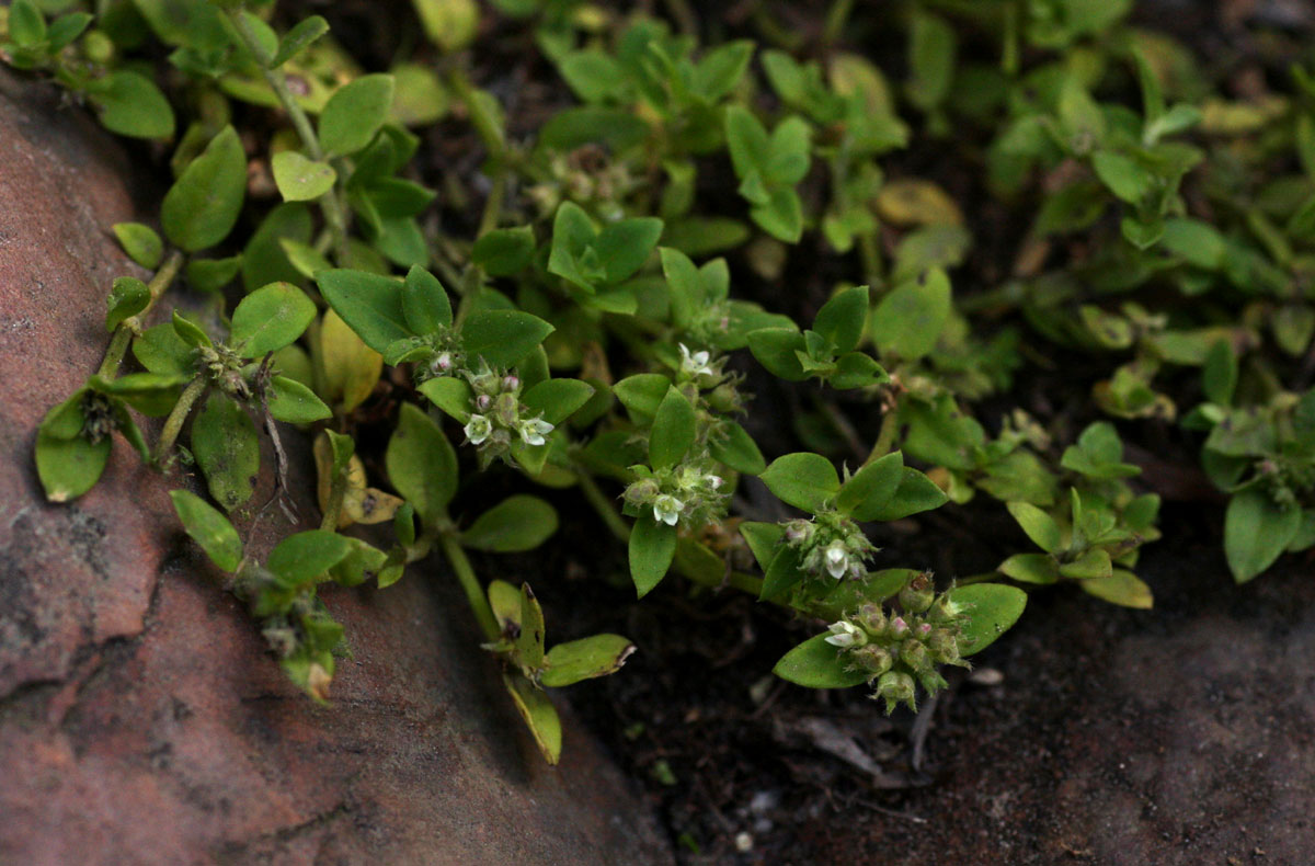 Oldenlandia goreensis var. goreensis Oldenlandia goreensis var. goreensis