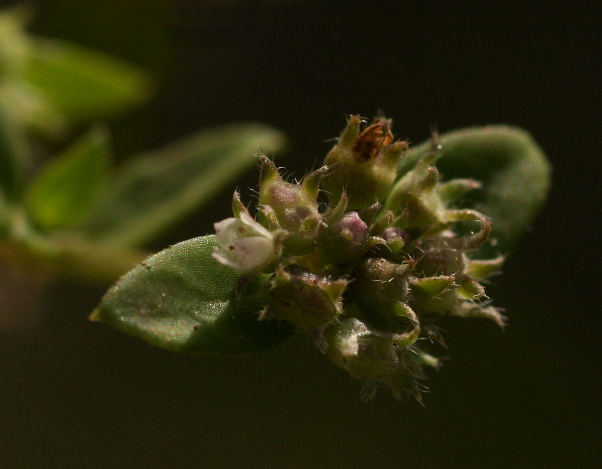 Oldenlandia goreensis var. goreensis Oldenlandia goreensis var. goreensis