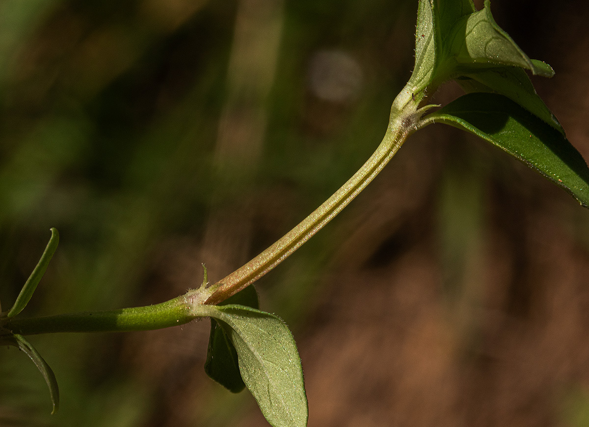 Oldenlandia goreensis var. goreensis