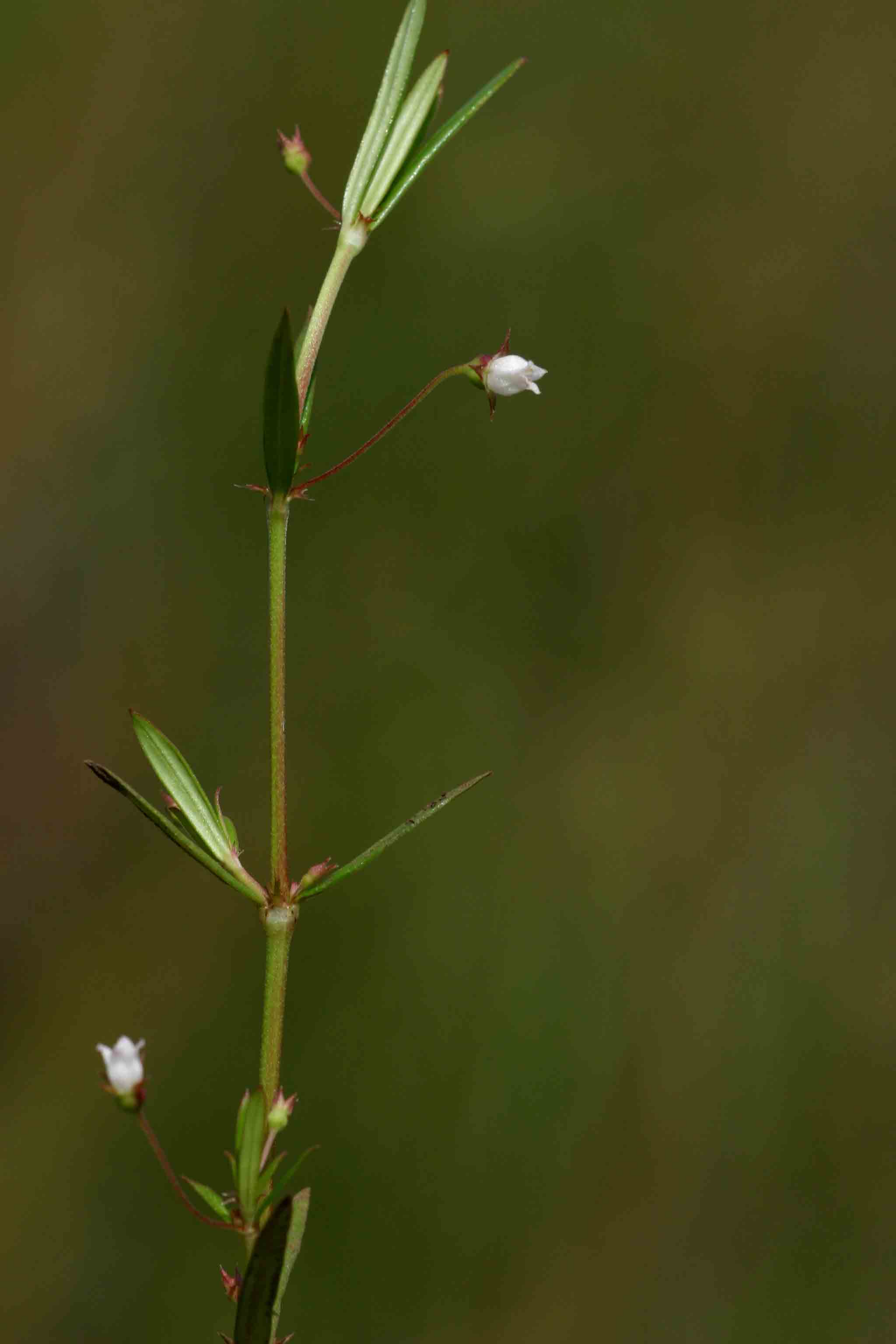 Oldenlandia lancifolia var. scabridula