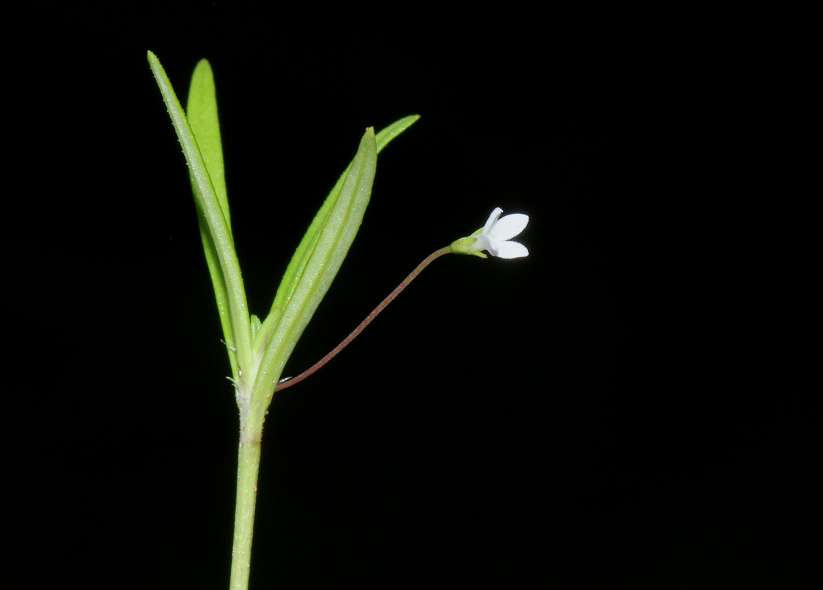 Oldenlandia lancifolia var. scabridula
