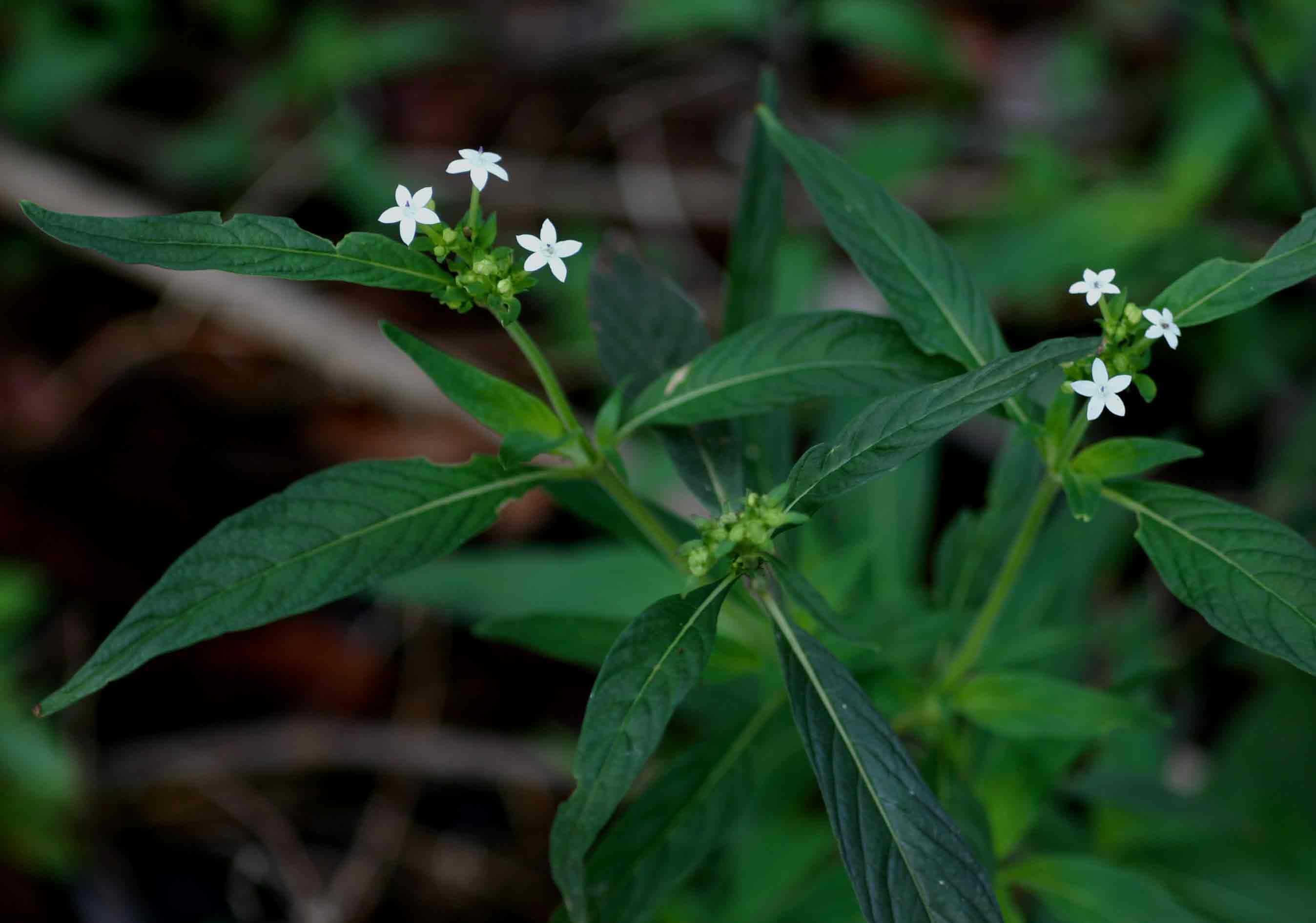 Pentas angustifolia Pentas angustifolia