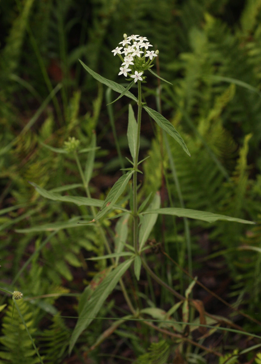 Pentas angustifolia Pentas angustifolia