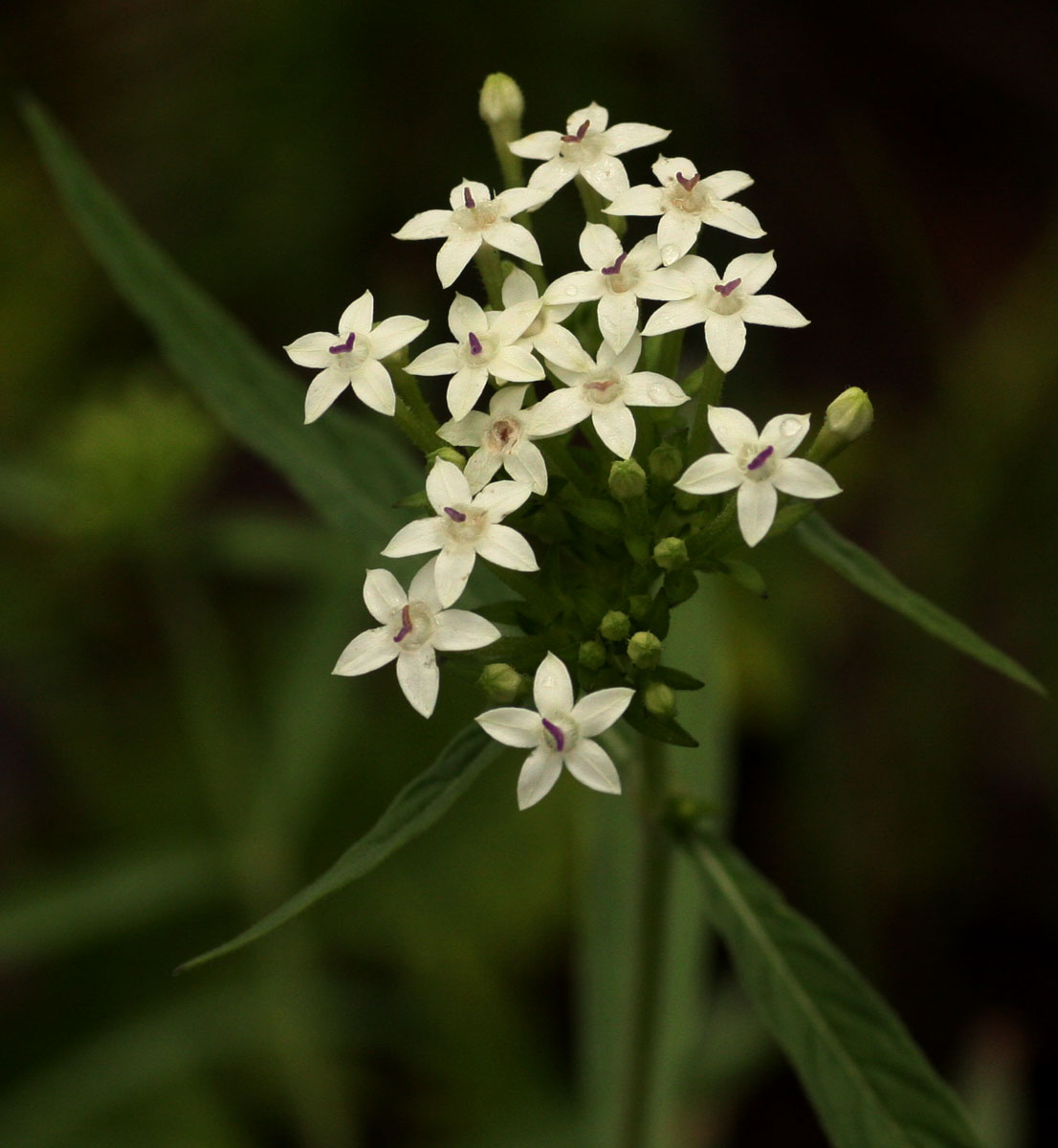 Pentas angustifolia Pentas angustifolia