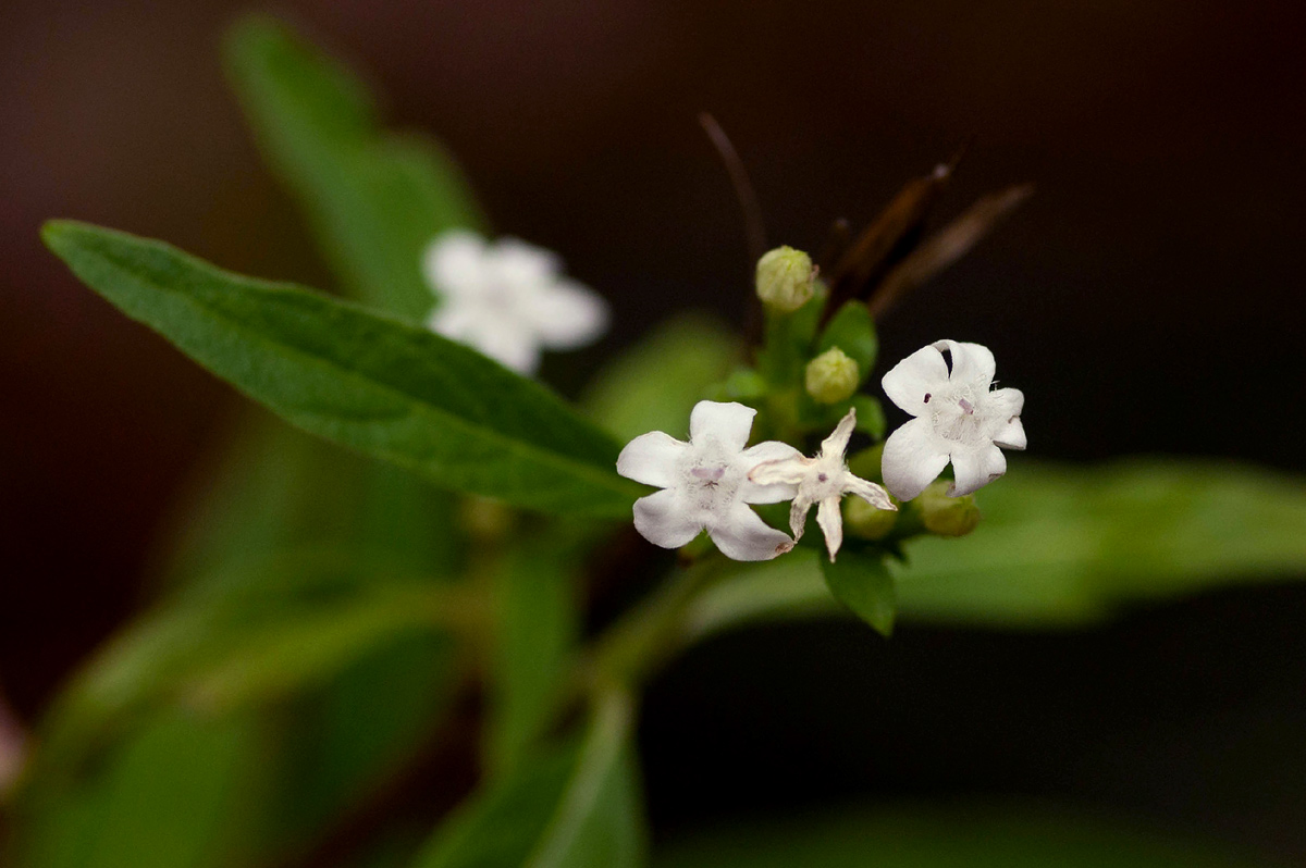 Pentas angustifolia Pentas angustifolia