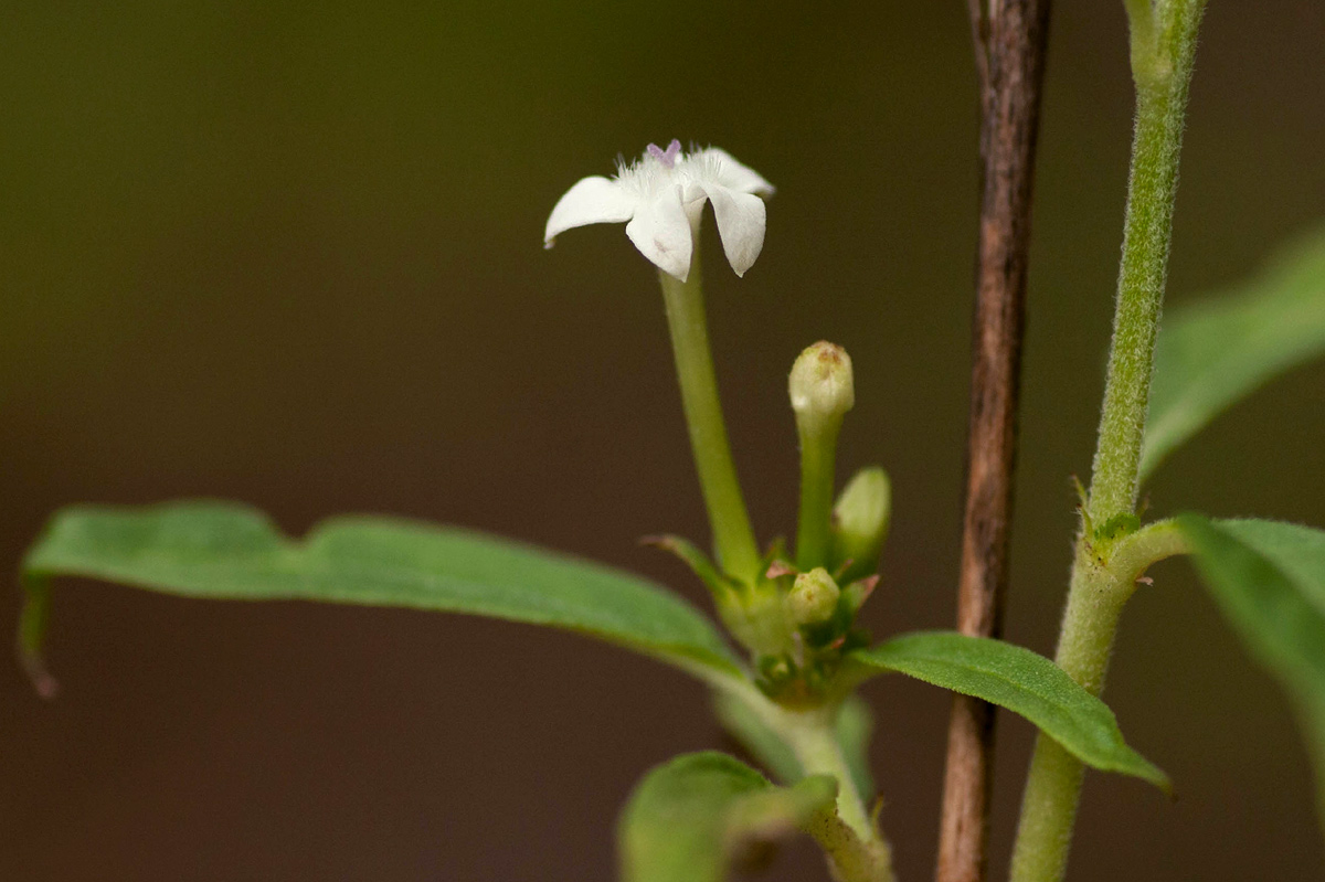 Pentas angustifolia