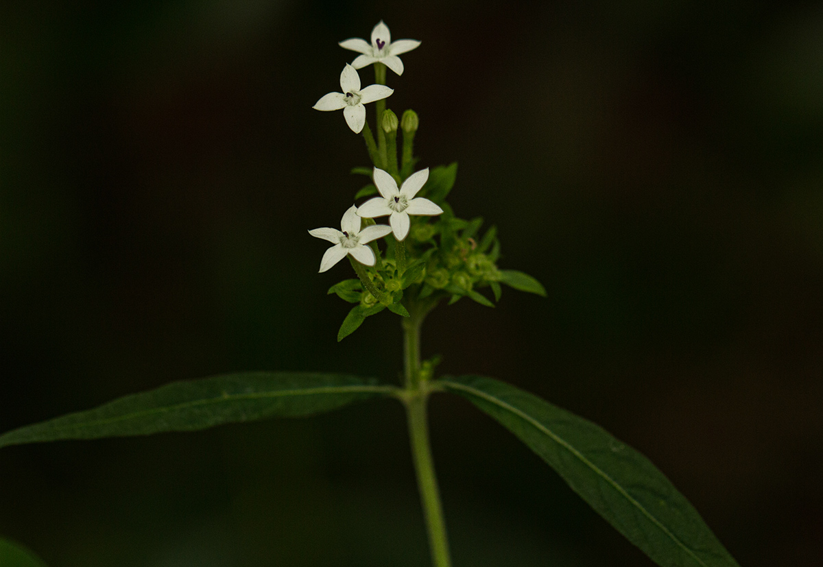 Pentas angustifolia Pentas angustifolia