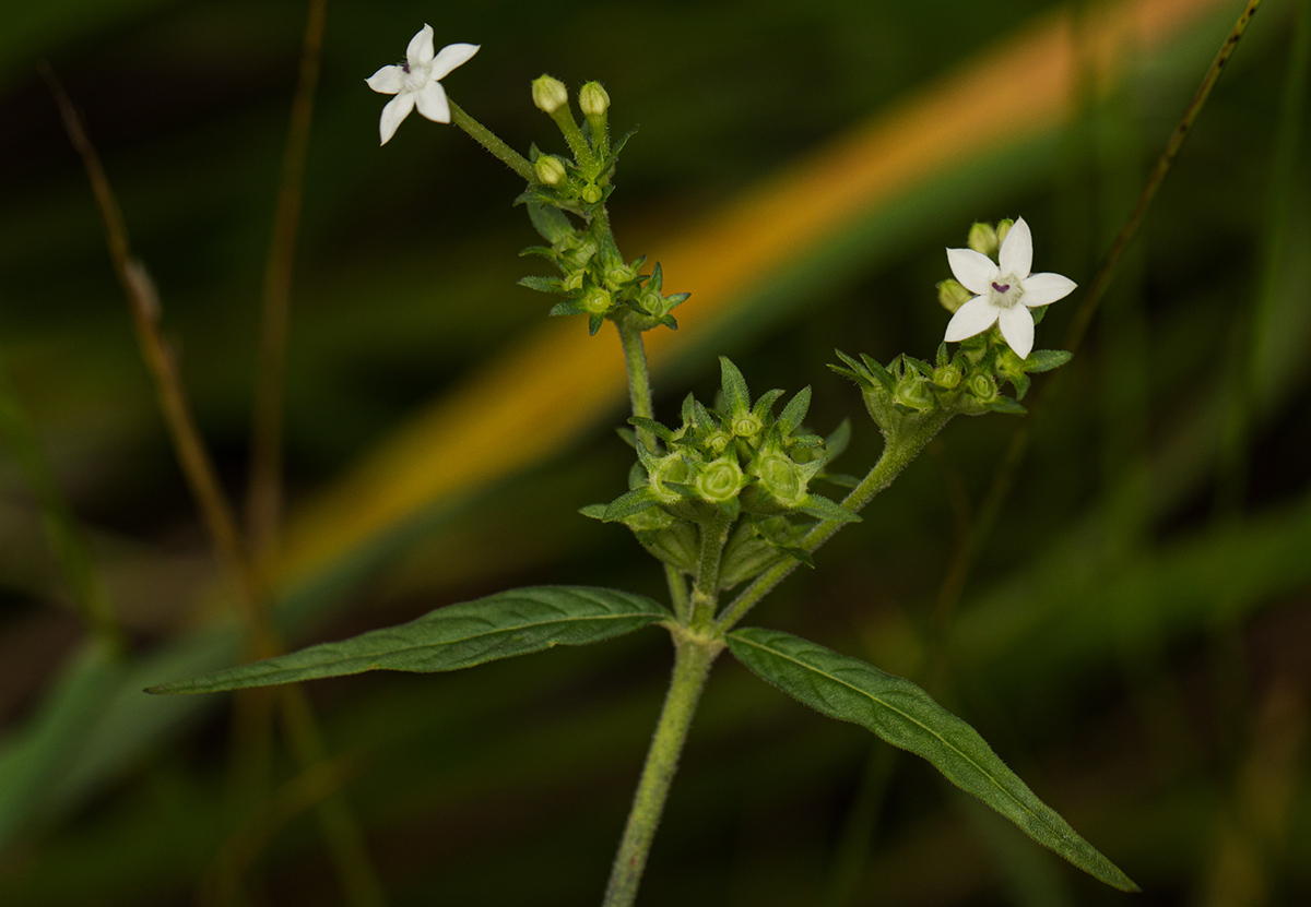 Pentas angustifolia Pentas angustifolia