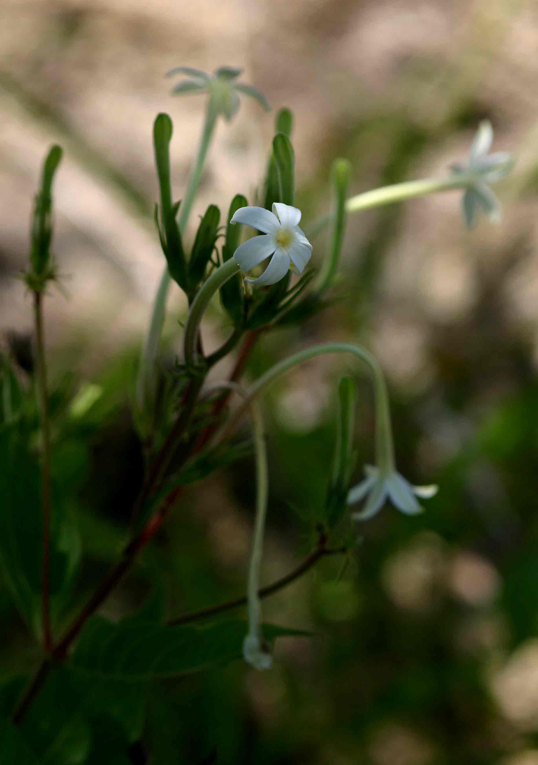 Pentas nobilis Pentas nobilis