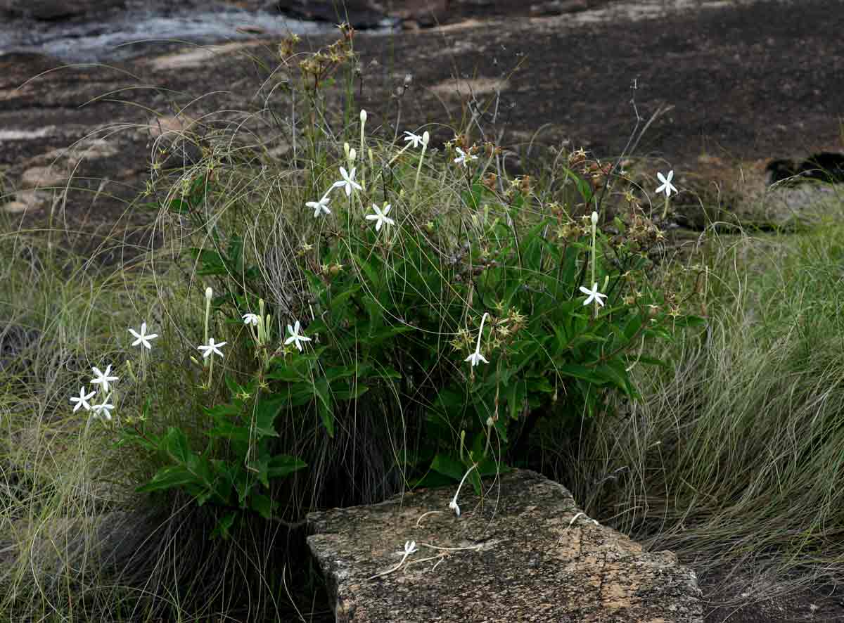 Pentas nobilis