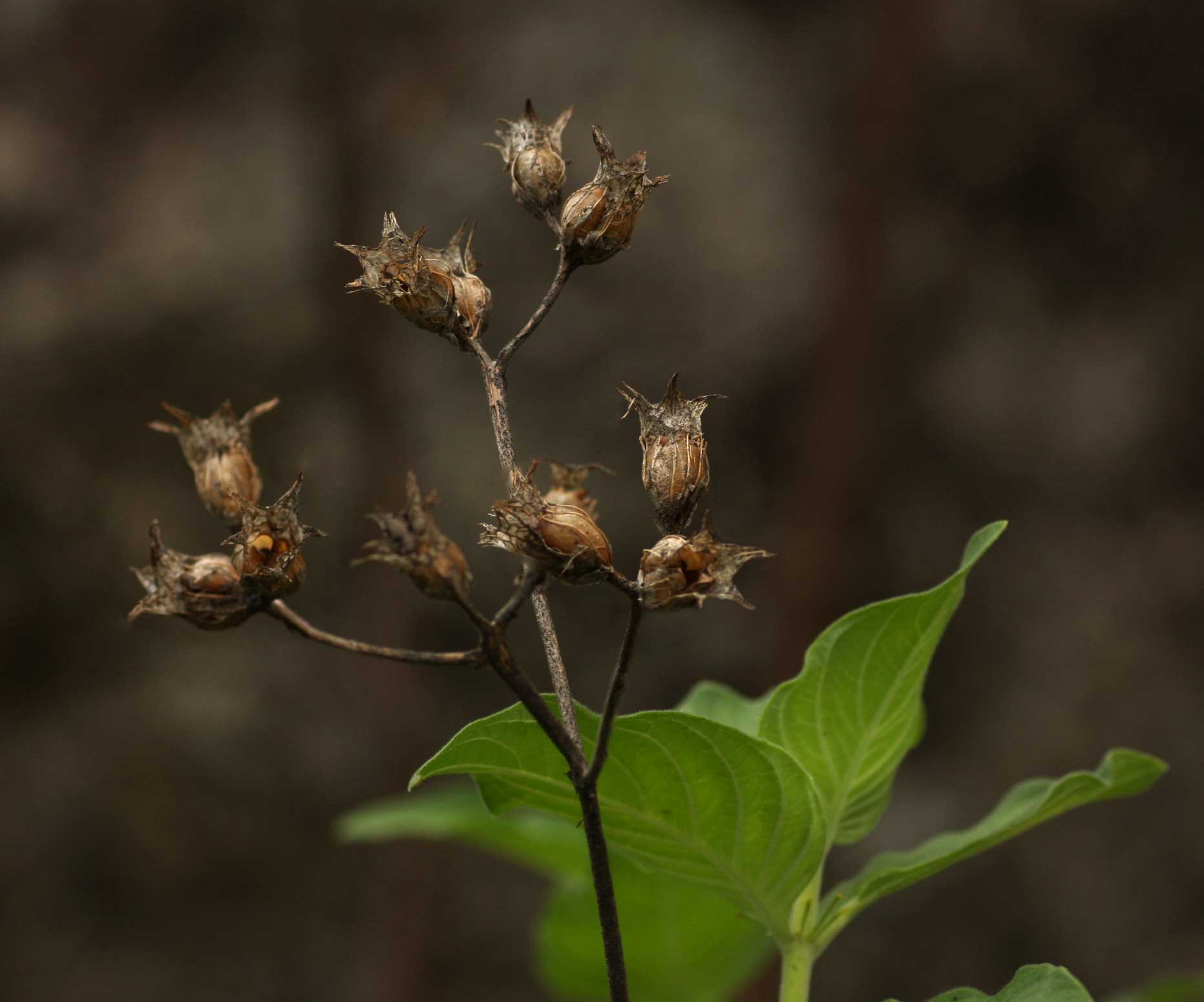 Pentas nobilis