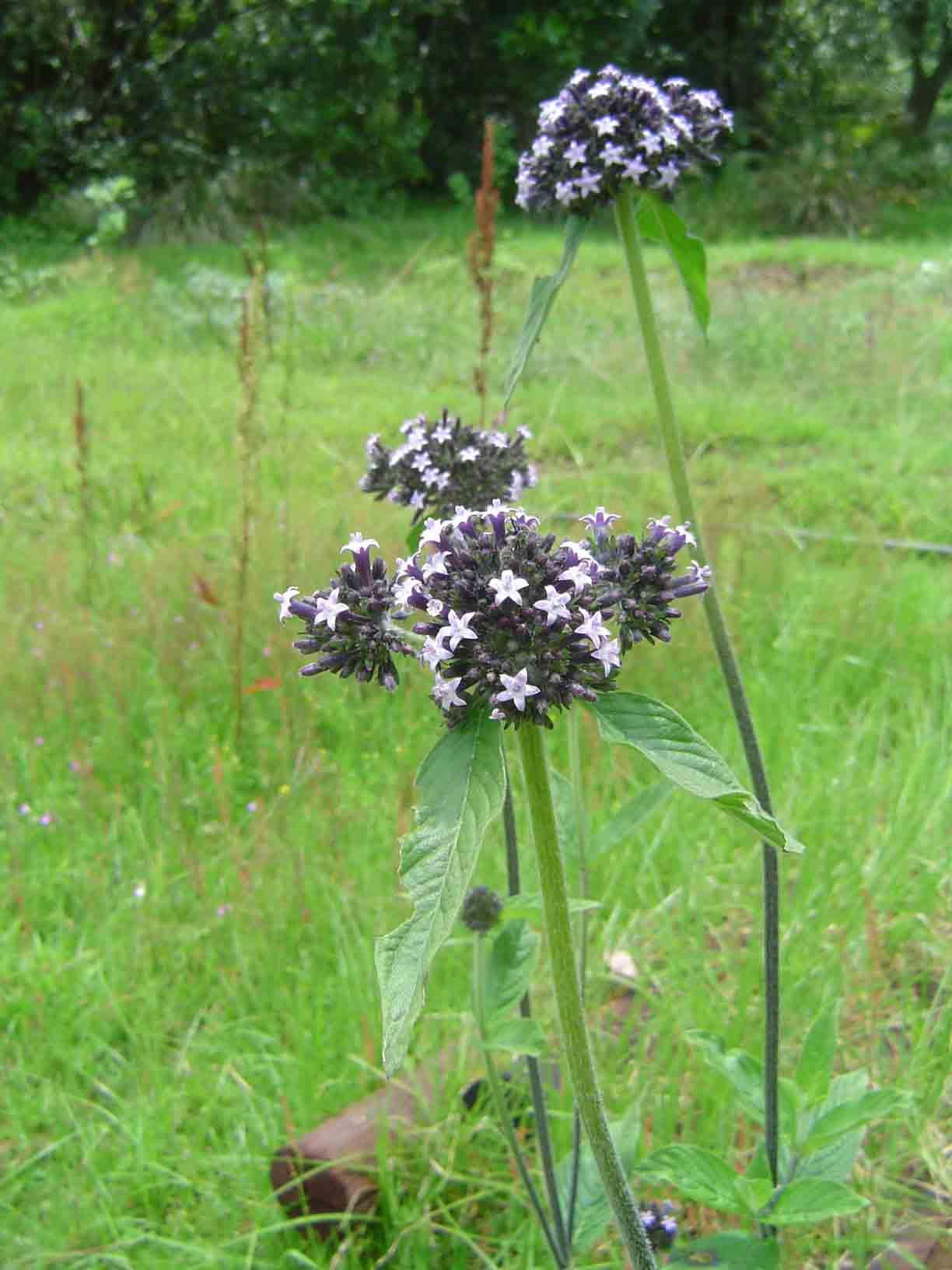 Pentas purpurea subsp. purpurea