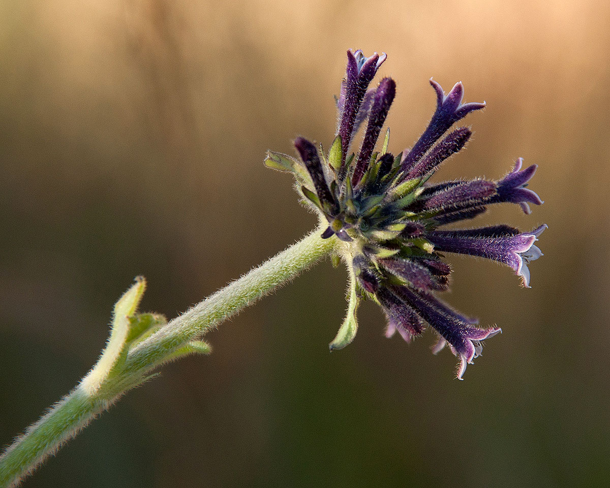 Pentas purpurea subsp. purpurea