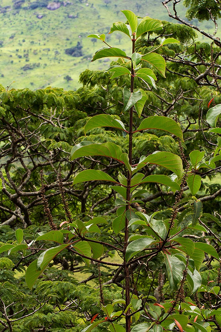 Hymenodictyon floribundum