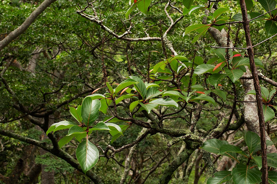 Hymenodictyon floribundum