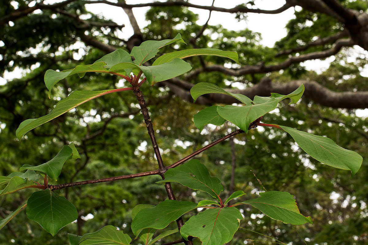 Hymenodictyon floribundum