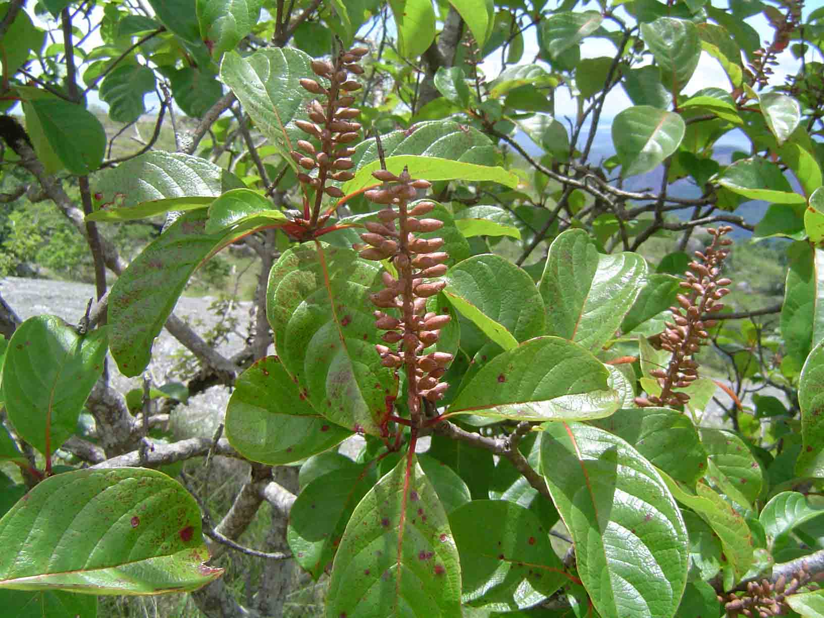 Hymenodictyon floribundum