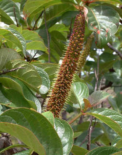 Hymenodictyon floribundum