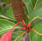 Hymenodictyon floribundum