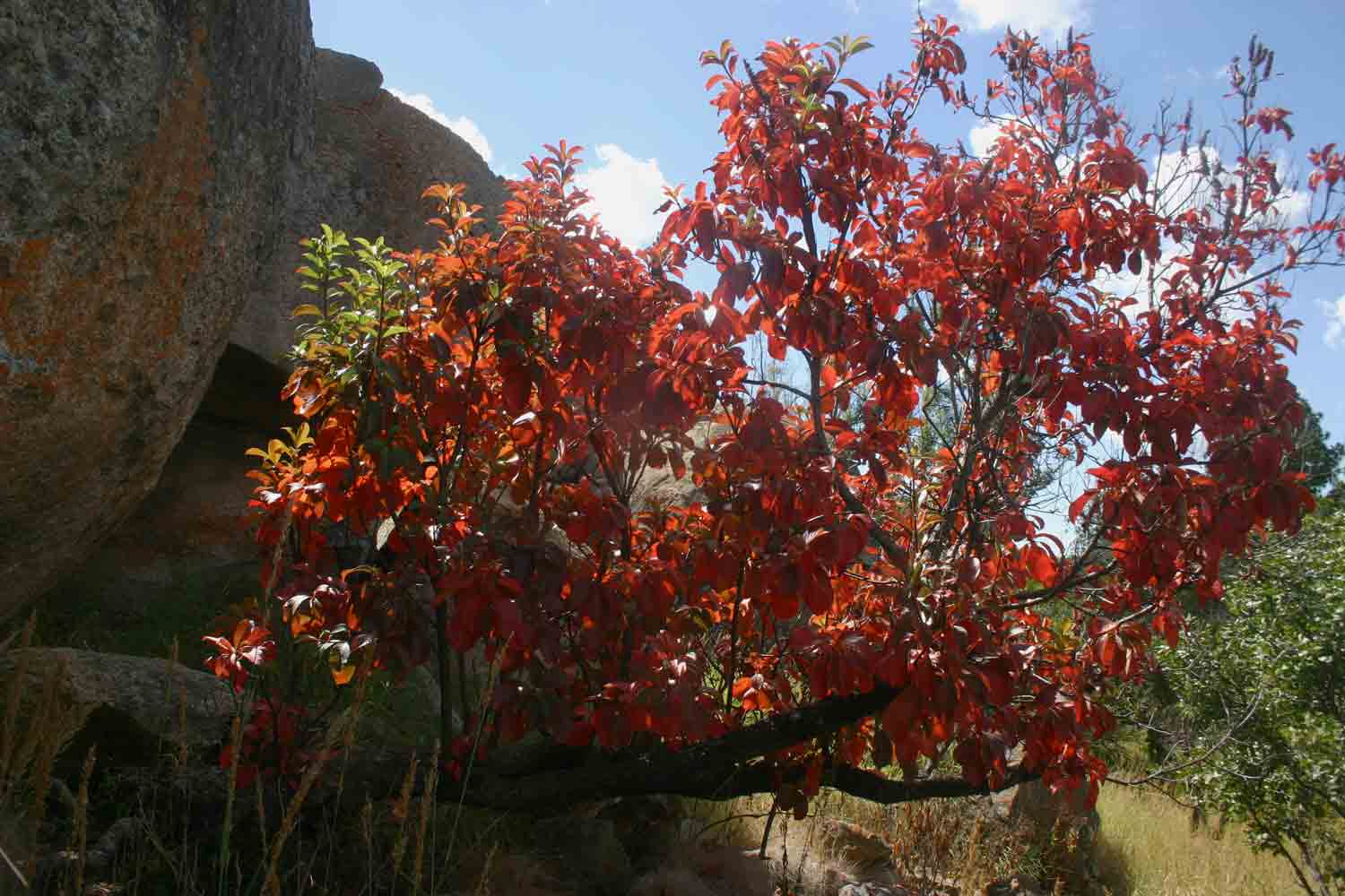 Hymenodictyon floribundum