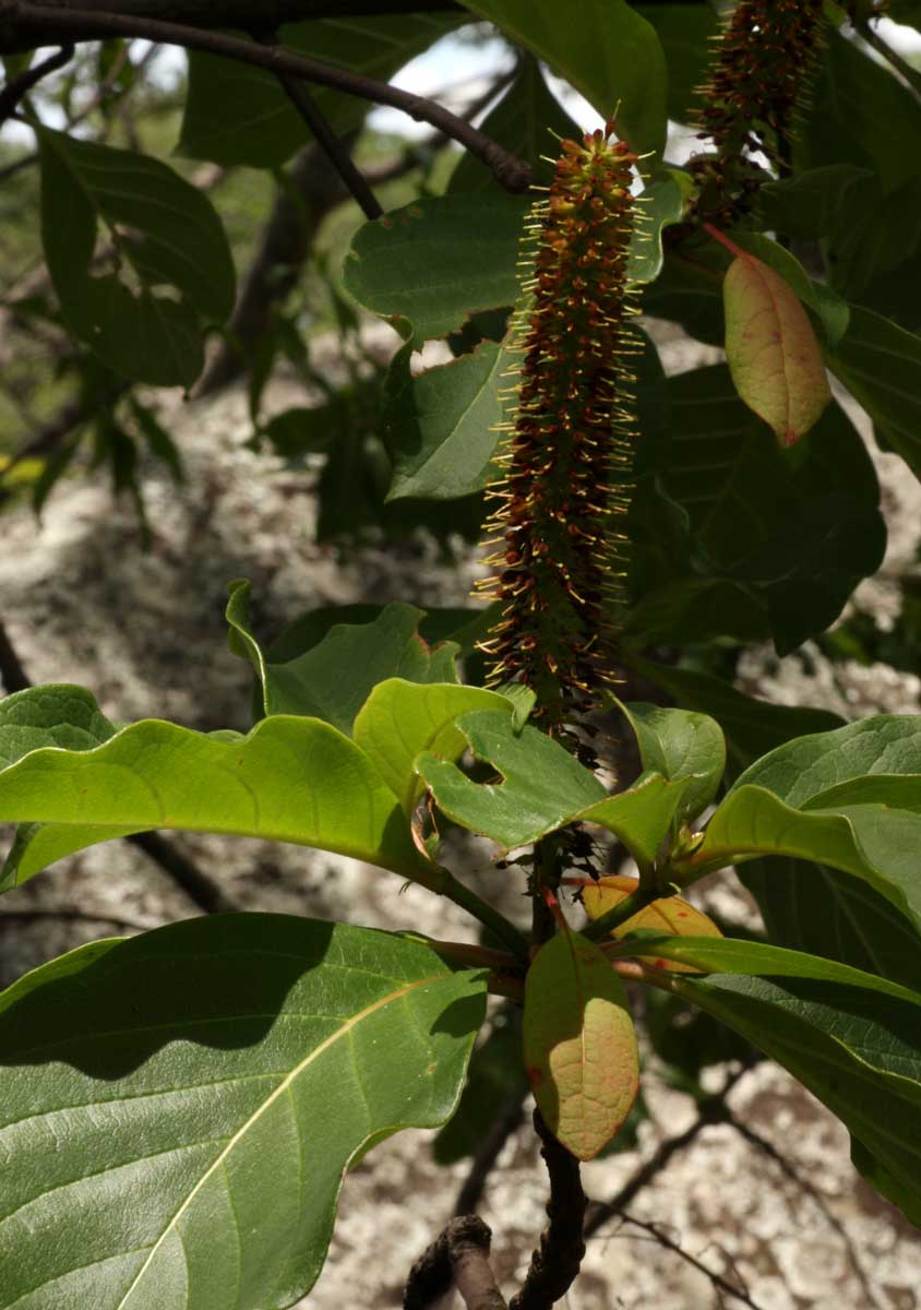 Hymenodictyon floribundum