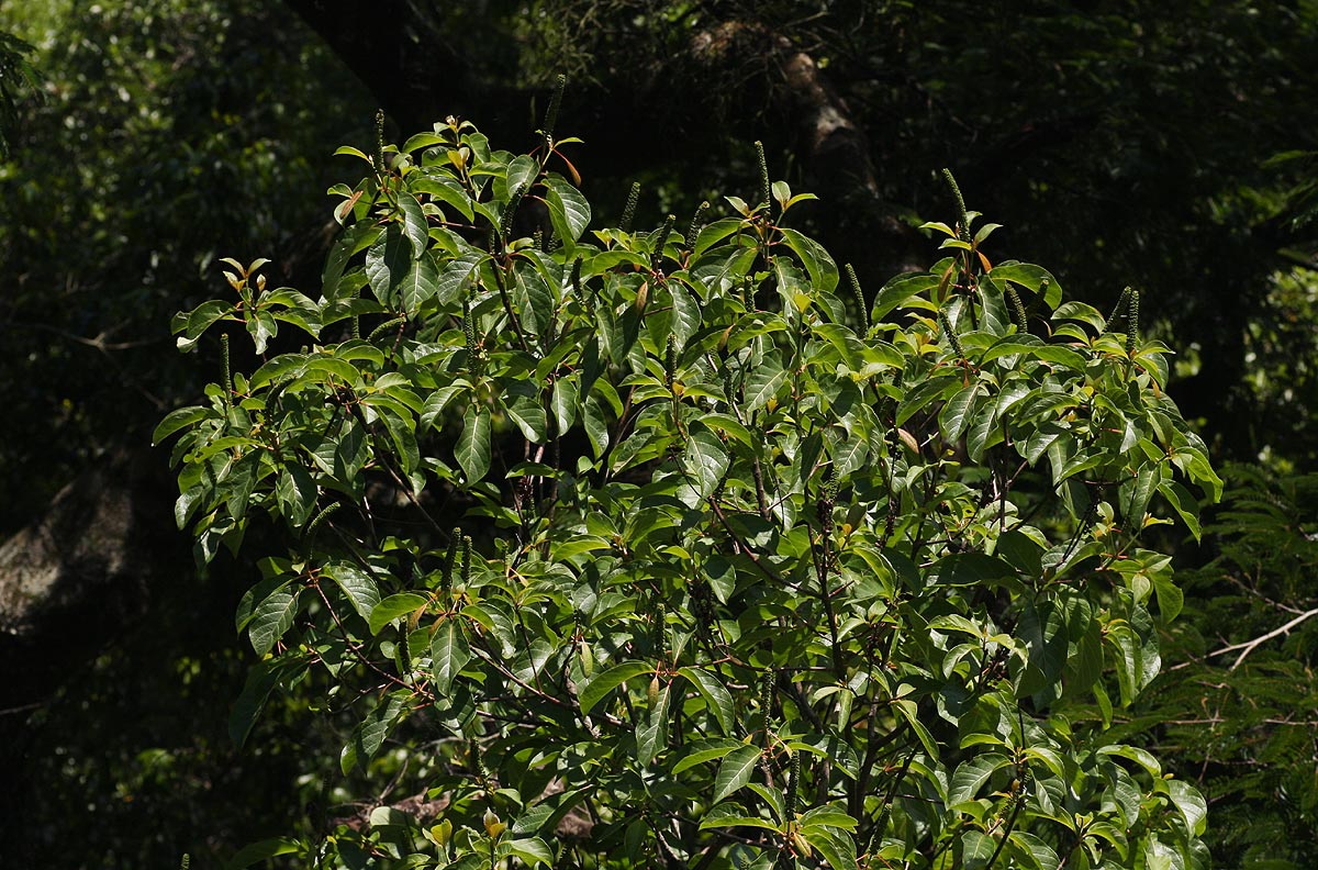 Hymenodictyon floribundum