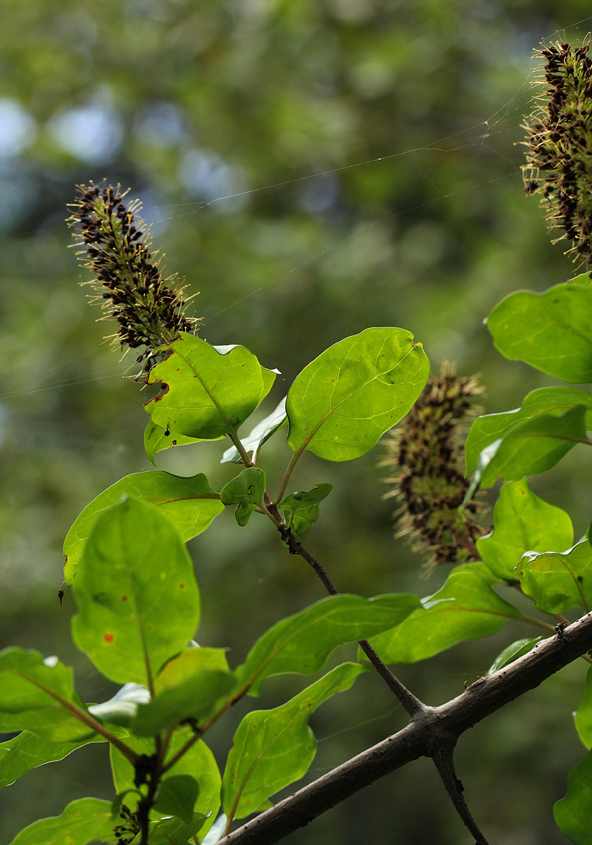 Hymenodictyon parvifolium subsp. parvifolium