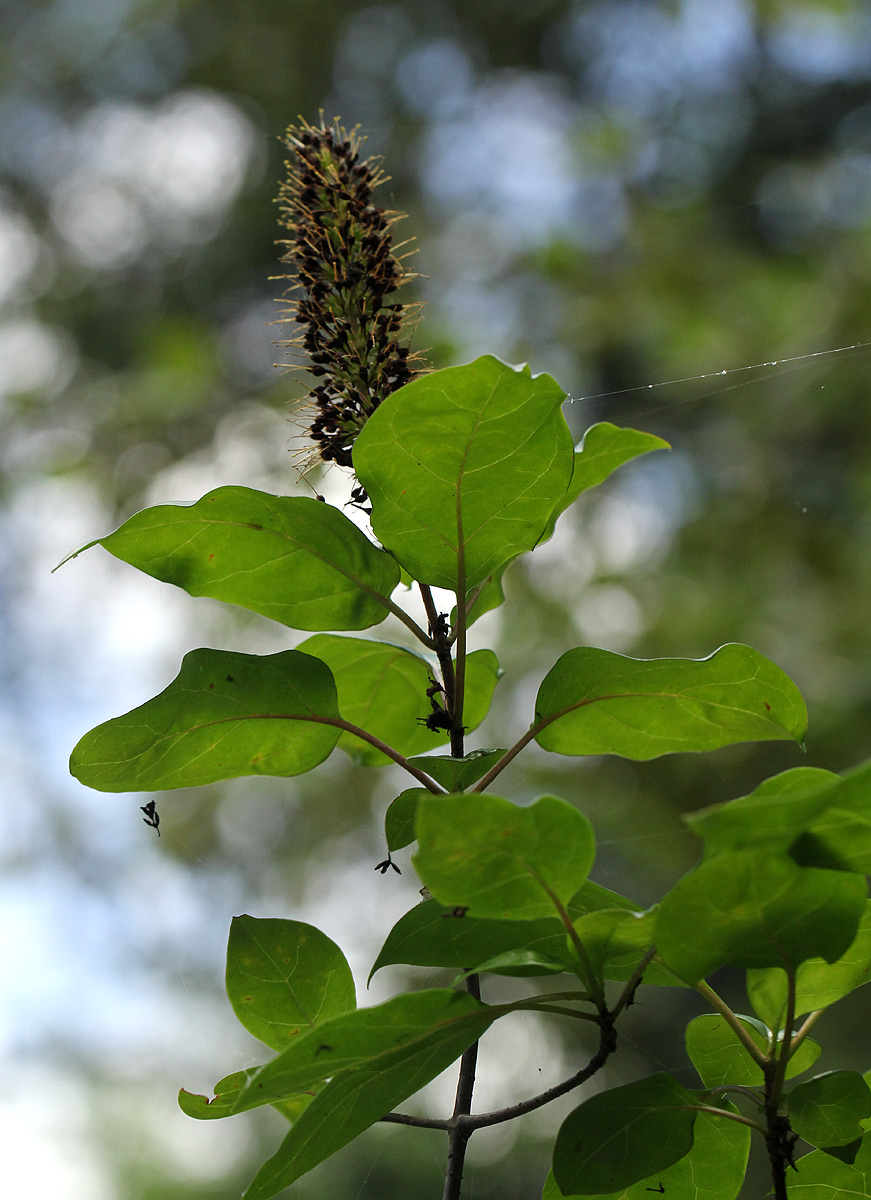 Hymenodictyon parvifolium subsp. parvifolium