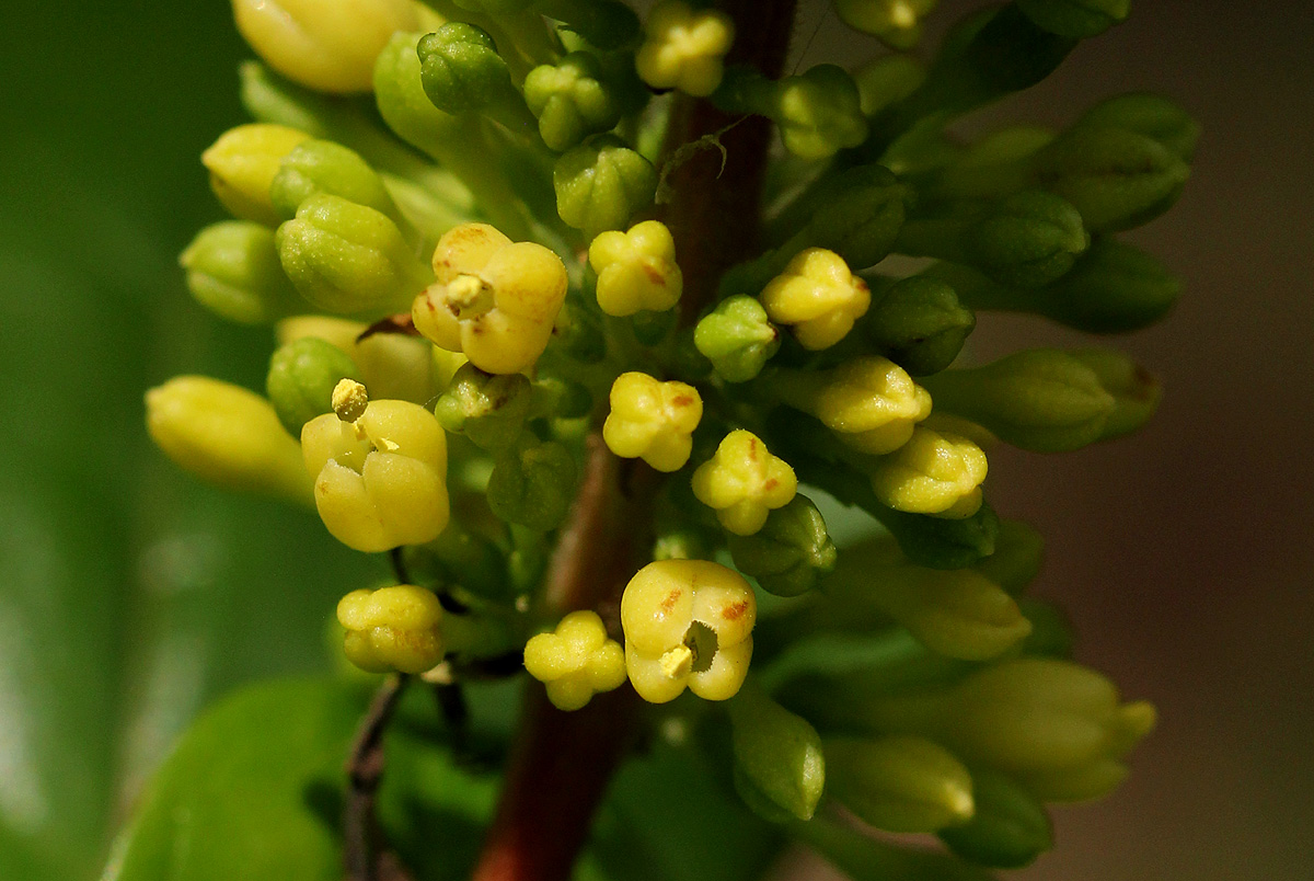 Hymenodictyon parvifolium subsp. parvifolium