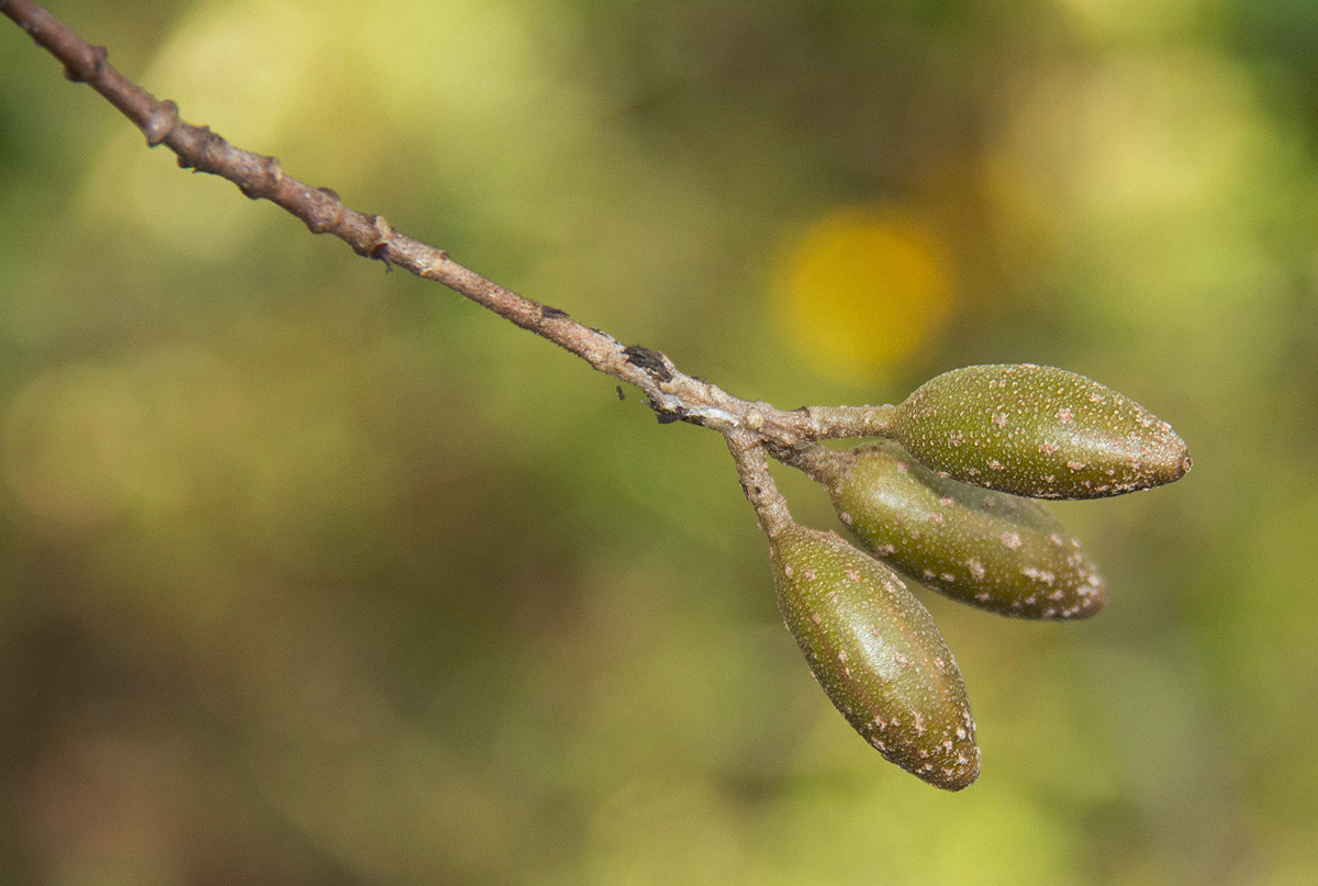 Hymenodictyon parvifolium subsp. parvifolium