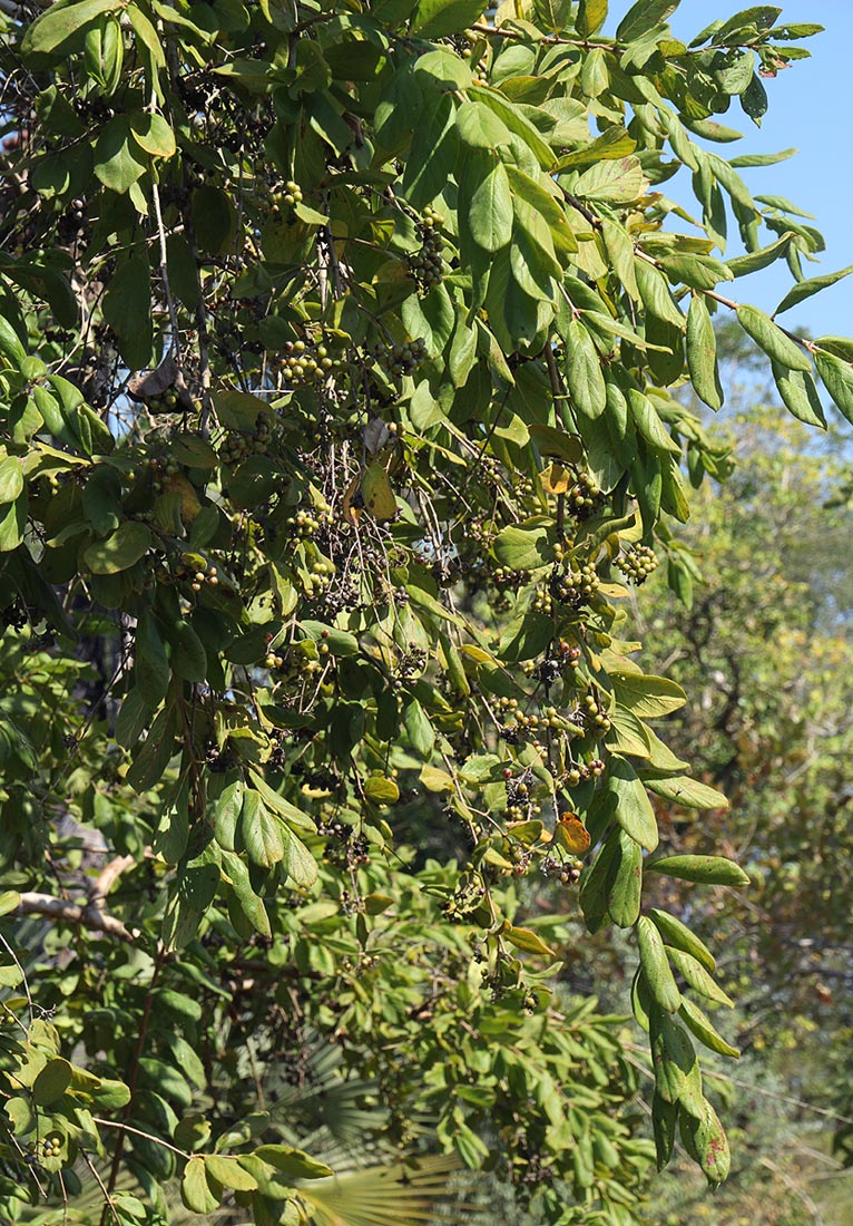 Crossopteryx febrifuga