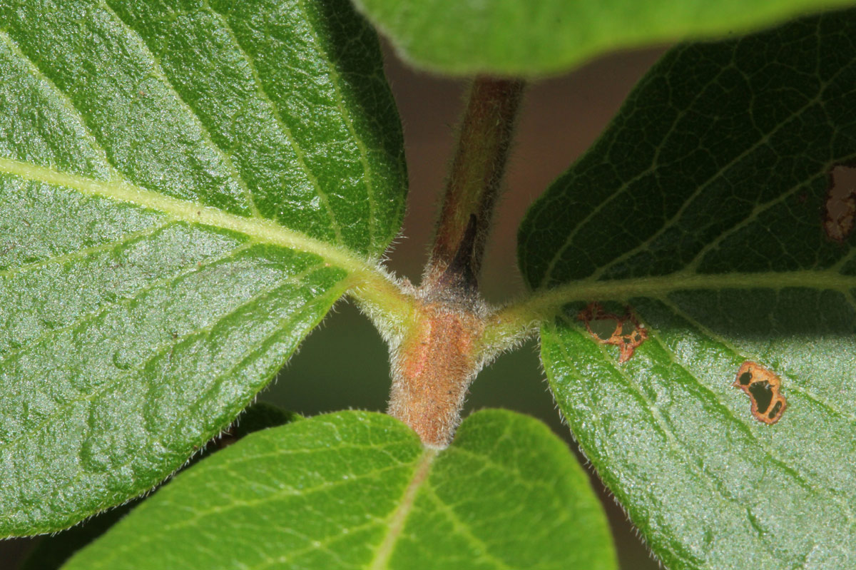 Crossopteryx febrifuga